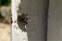 Liophloeus tessulatus