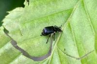 Deporaus betulae