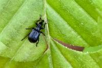 Deporaus betulae