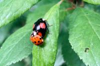 Harmonia axyridis
