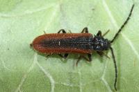 Omalisus fontisbellaquei