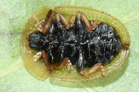 Cassida vibex