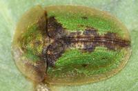 Cassida vibex