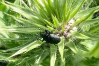 Larinus turbinatus
