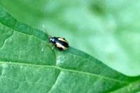 Phyllotreta ochripes