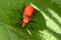 Pyrochroa serraticornis