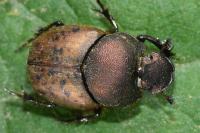 Onthophagus coenobita