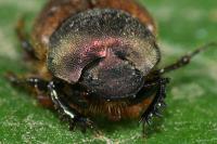 Onthophagus coenobita