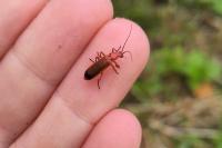 Rhagonycha fulva