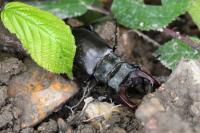Lucanus cervus