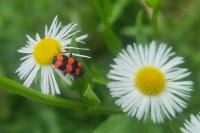Trichodes apiarius
