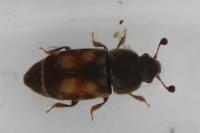 Nitidula carnaria