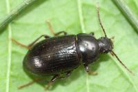 Nalassus laevioctostriatus