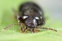 Nalassus laevioctostriatus