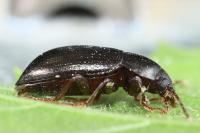 Nalassus laevioctostriatus