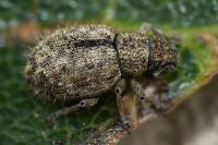 Strophosoma melanogrammum