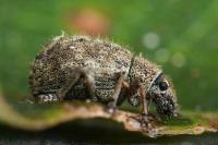 Strophosoma melanogrammum