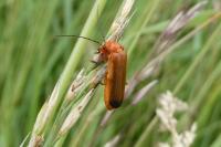 Rhagonycha fulva