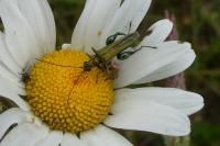 Oedemera nobilis