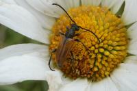 Pseudovadonia livida