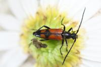 Stenurella bifasciata