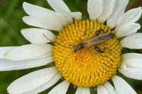 Oedemera podagrariae