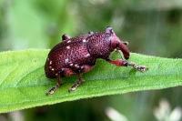 Hylobius transversovittatus