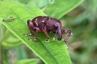 Hylobius transversovittatus