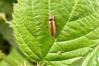 Athous vittatus