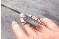 Cerambyx cerdo