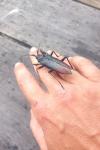 Cerambyx cerdo