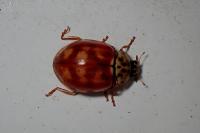 Harmonia quadripunctata