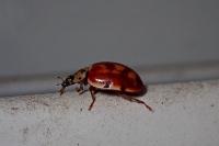 Harmonia quadripunctata