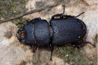 Dorcus parallelipipedus