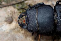 Dorcus parallelipipedus