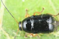 Cryptocephalus bameuli