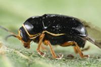 Cryptocephalus bameuli