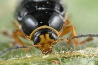 Cryptocephalus bameuli