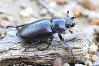 Lucanus cervus