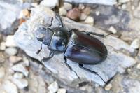 Lucanus cervus