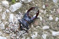 Lucanus cervus