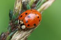 Harmonia axyridis