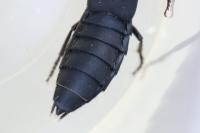 Ocypus olens