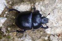 Anoplotrupes stercorosus