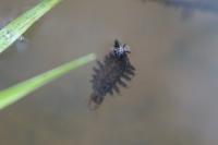 Hydrochara caraboides