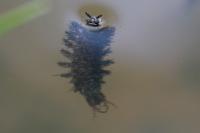 Hydrochara caraboides