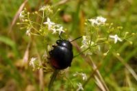 Timarcha goettingensis