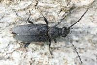 Stictoleptura scutellata