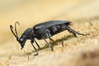 Stictoleptura scutellata