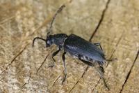 Stictoleptura scutellata